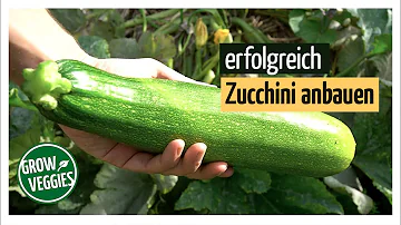 Bei welchem Mond Zucchini Pflanzen?