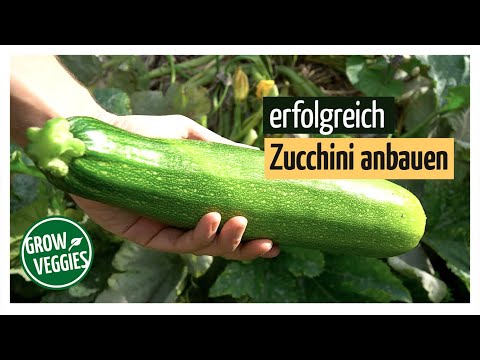 Video: Zucchini Im Freiland Pflanzen