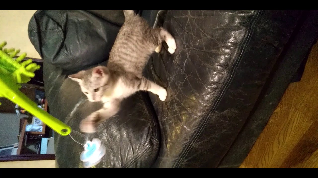 Baby kitty came to my home 2 - YouTube
