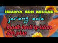 jalak kebo muda isianya melebihi yg tua,ada cucak rowo,trucok,kutilang,prenjak,kinoi,cungkok,