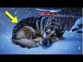 路上に捨てられたジャーマンシェパードが雪の中で凍死しそうになったとき、衝撃的な出来事が起こった