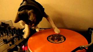 DJ Cat on turntables