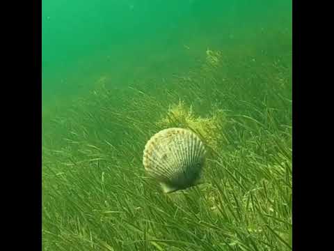 Видео: Есть ли у морских гребешков глаза?