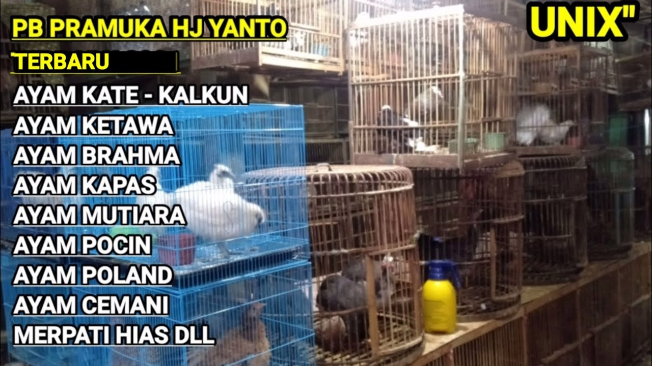 Cek harga ayam ketawa, ayam cemani, ayam kate, ayam brahma dll kios hj yanto