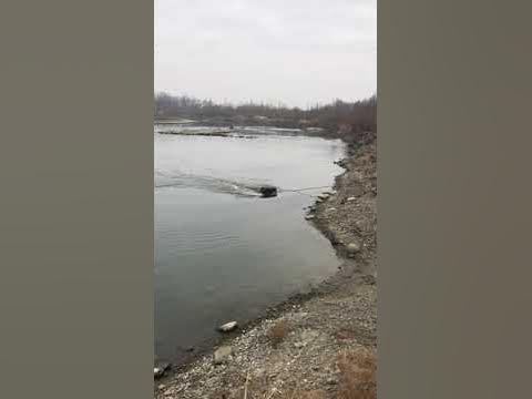 Морений дуб .добыча дуба - YouTube
