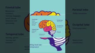 Aura ..semilogy of each lobe for neurosurgeons