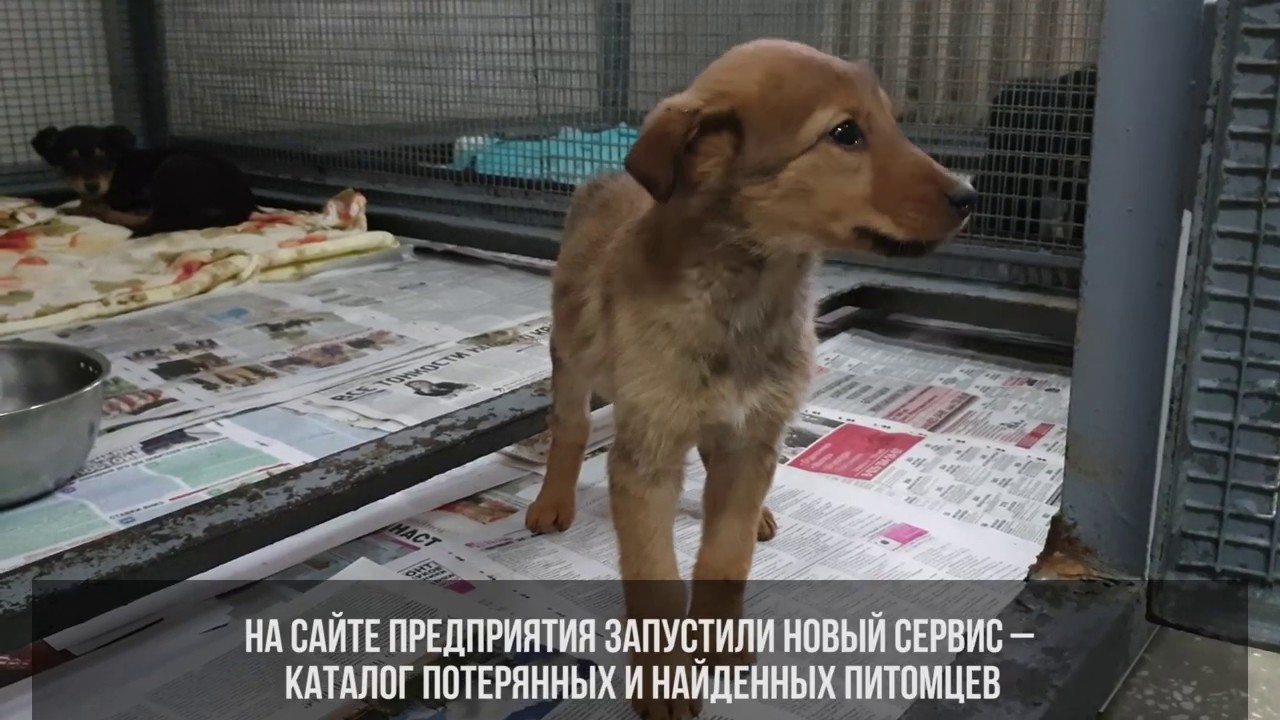 «Фауна города» поможет потерявшимся животным быстрее попасть домой