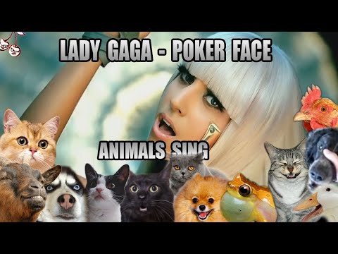 Lady Gaga - Poker Face Animal Cover