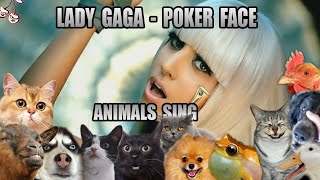 Lady Gaga  Poker Face (Animal Cover)