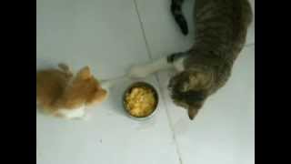 Kittens fighting over food