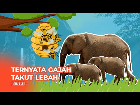 Video: Mengapa Gajah Takut Pada Tikus?