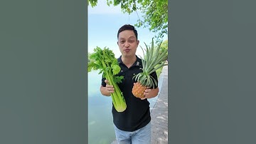 Nước ép Cần Tây Dứa nguyên chất sấy thăng hoa #puredetox #botraucantay #depdangdepda #giamcan