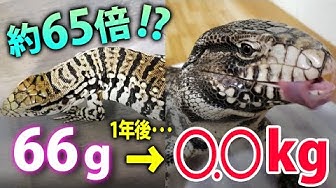 ブラックアンドホワイトテグー Youtube