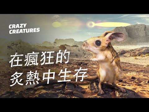 地球上10種能承受極端高溫的生物 | 瘋狂生物