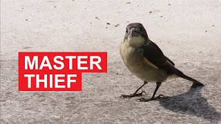 Master Thief: Butcherbird Steals Snacks from Lorikeet Gang