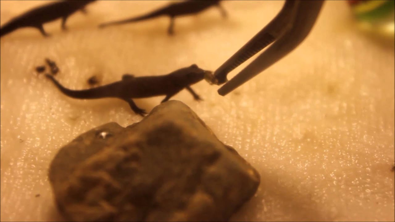 leopard geckos as pets Baby Fire Belly Newt (eft) Feeding