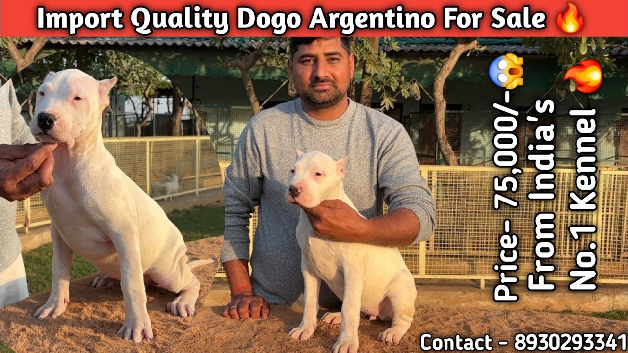 Price-75000/- 😱| Import Quality Dogo Argentino  Puppies For Sale 🔥| From India’s No.1 Kennel