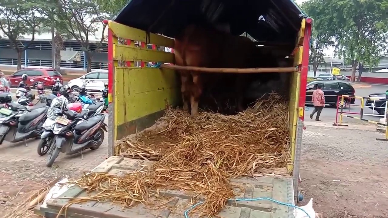 Sapi Raksasa - YouTube