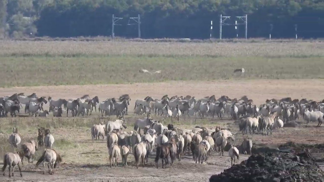 Beautiful horses on the run 1-10 2025 Koniks ❤️