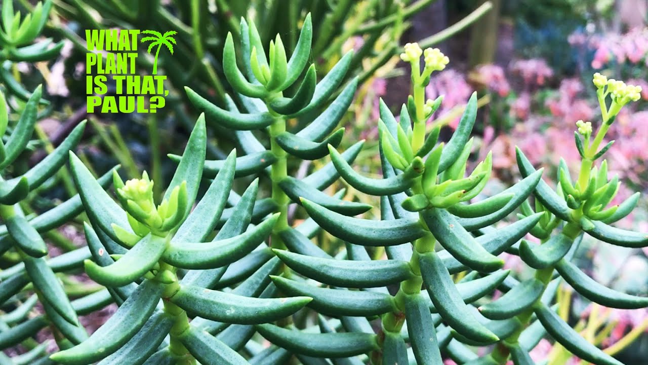 This Succulent Looks Like a Mini Pine Tree ( Crassula Tetragona ) YouTube
