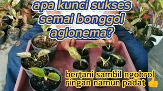 Apa Kunci Sukses Semai Bonggol Aglonema, Bertani sambil ngobrol, Ringan namun padat