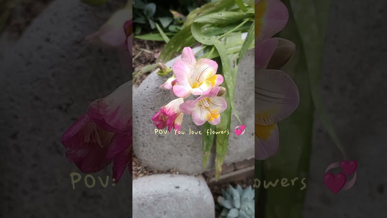 My flowers are my favorite thing in my garden this time of year 💓🥰 