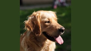 Peaceful Backdrops for Creative Doggy