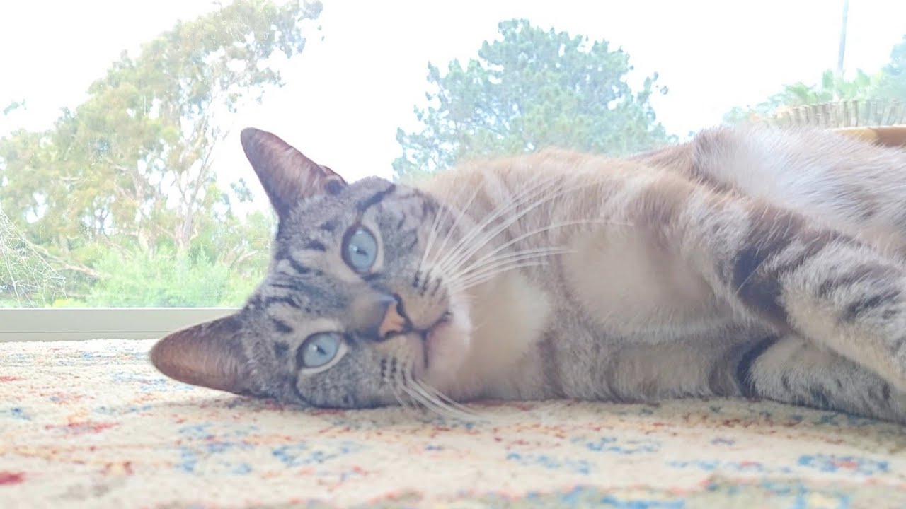 Indoor Pet Cat Grooming Fur Brushing After Bath Both Sides Hairball