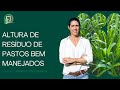 ALTURA DE RESÍDUO DE PASTOS BEM MANEJADOS #pecuarista #bovinocultura #fazenda