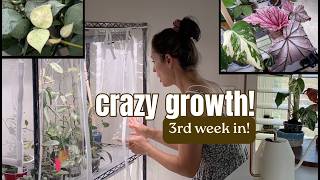 Indoor Greenhouse Update: Sun Stressed Hoya & Fast Growth After 3 Weeks