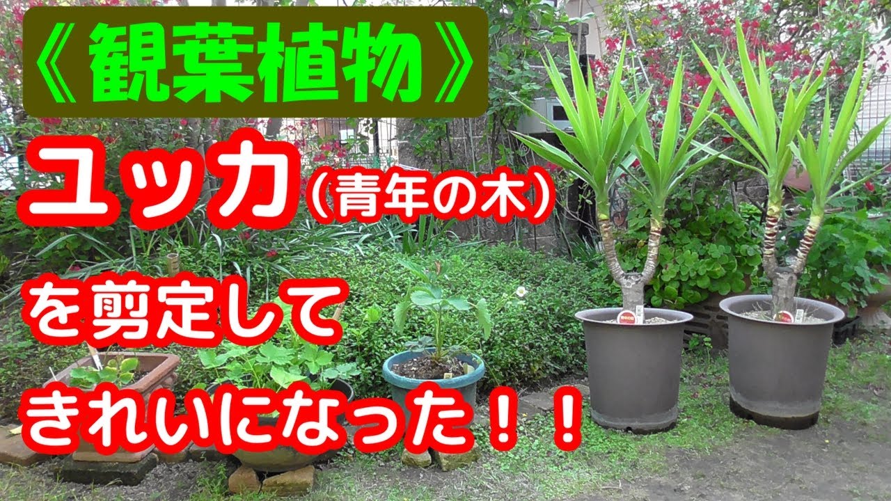 観葉植物）「青年の木」と言う名前でおなじみの、ユッカを剪定して