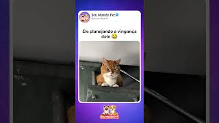 Até eu fiquei com medo 😨 #animal #br #brasil #shortsvideo #cachorro #gato #humorbrasil #animalshorts