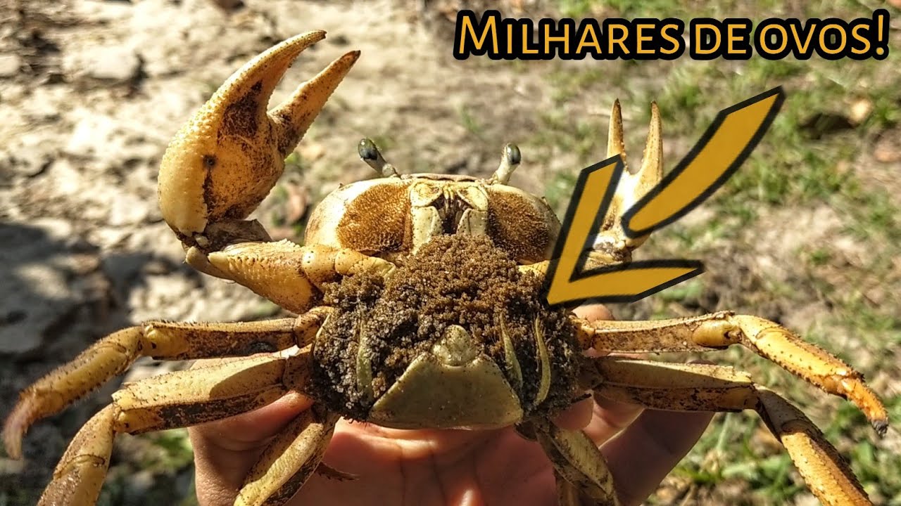 Guaiamum (PATA-CHOCA) na época de reprodução