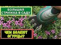 КАК и ЗАЧЕМ подстригать многолетние  ЦВЕТЫ и КУСТАРНИКИ?  Болезни ОГУРЦОВ- не пропустите