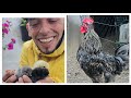 Mi gallo me ataca 😱 La historia de un gallo belga desde su nacimiento