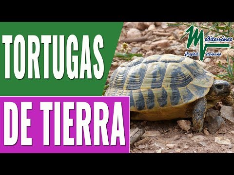 Video: Cómo Mantener Una Tortuga Terrestre