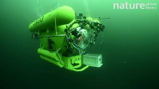 A Research Submersible Navigating Underwater Near The Lophelia Sulareef, North Atlantic, Norway