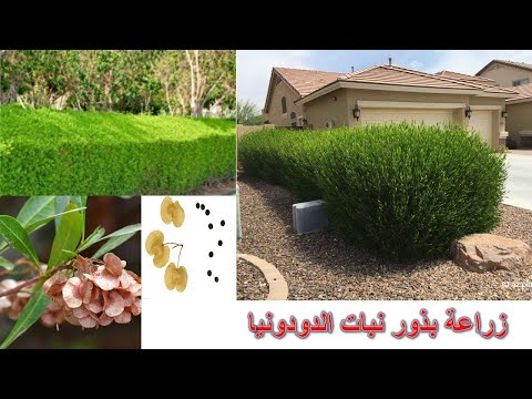 زراعة بذور نبات الدودونيا من أجمل نباتات الأسيجة ويتحمل الظروف الصعبة