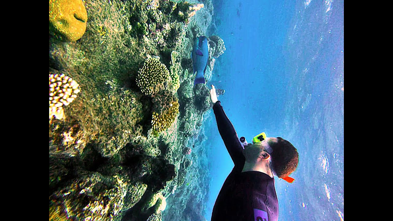 Scuba Diving in The Great Barrier Reef Cairns, Australia [HD] YouTube