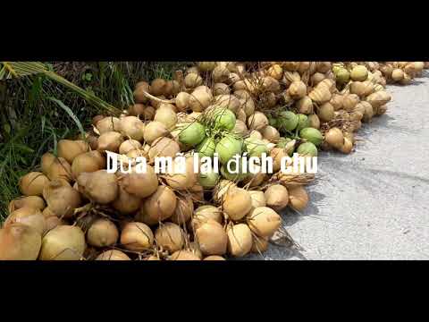 Video So sánh Dừa mã lai đích chu và dừa xiêm chuỗi (đích... - youtube