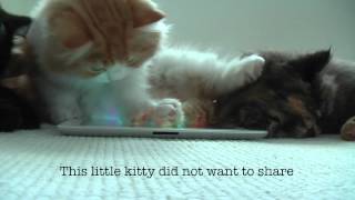 This little kitty ... plays cat games on iPad screenshot 3