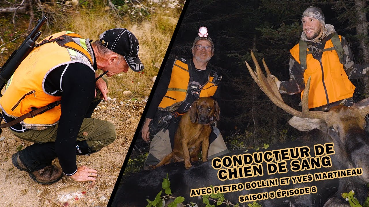 Conducteur de chien de sang, le meilleur ami du chasseur | Roadhunt - Saison 5 Épisode 8