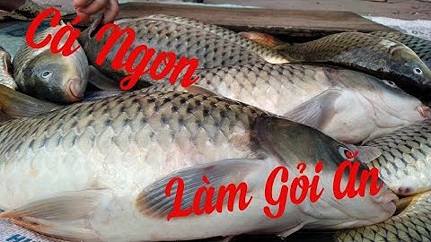 Thả Lưới Bắt Cá Chép Suối ✓ Poòng Văn Quỳnh