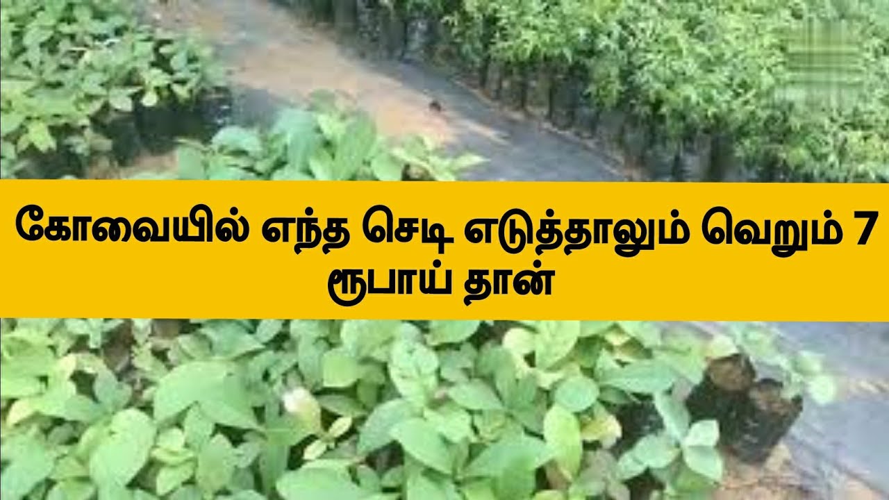 low cost nursery medicinal plants cheapest nursery in Coimbatore