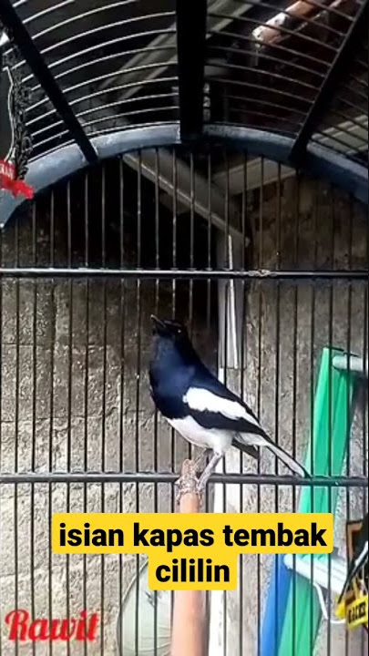 KACER ISIAN KAPAS TEMBAK CILILIN