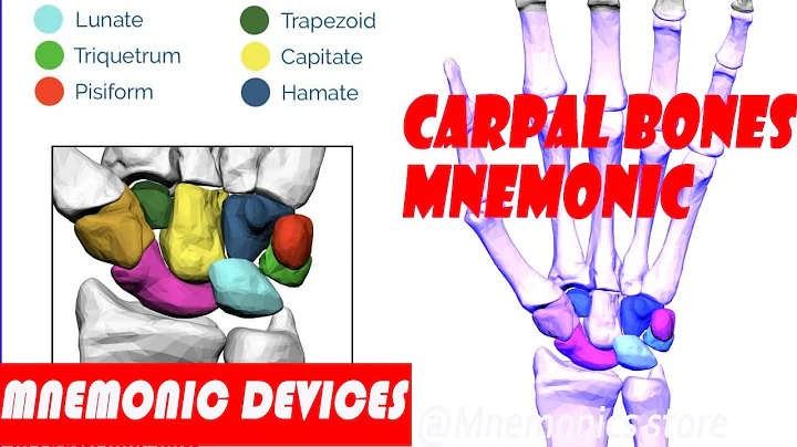 MNEMONICS FOR THE CARPAL BONES/ANATOMY.