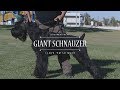 GIANT SCHNAUZER I LOVE 'EM SO MUCH