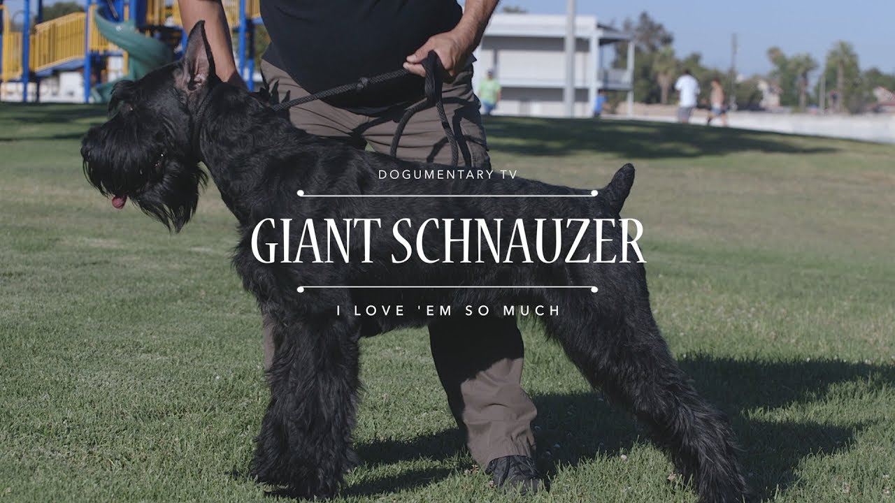 top giant schnauzer breeders
