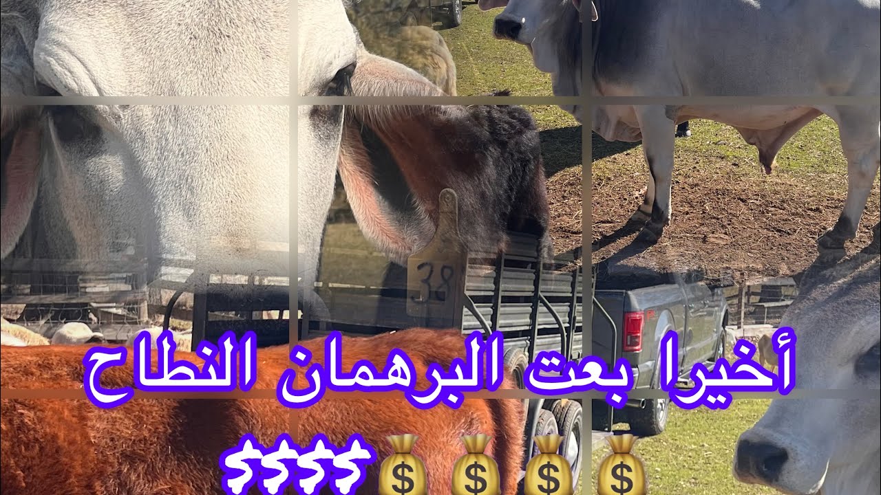 شحال بعت الثور الأبيض البراهمان وفلاح أمريكي باع عجول 166 مليون💰💰