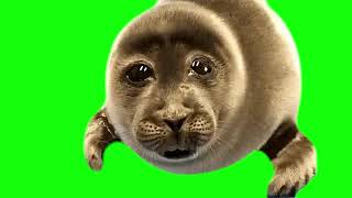 Crying Seal - Green Screen